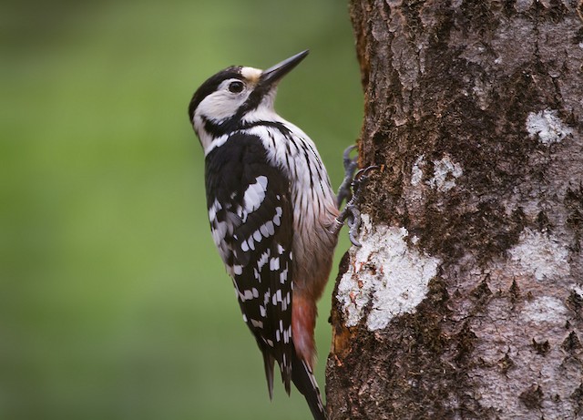 White-backed woodpecker
